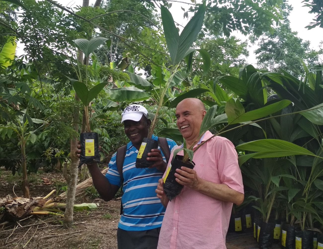 350 mil clones de cacao y 50 mil palmas de chontaduro se entregarán en la Costa Pacífica Nariñense para sustitución de cultivos de uso ilícito