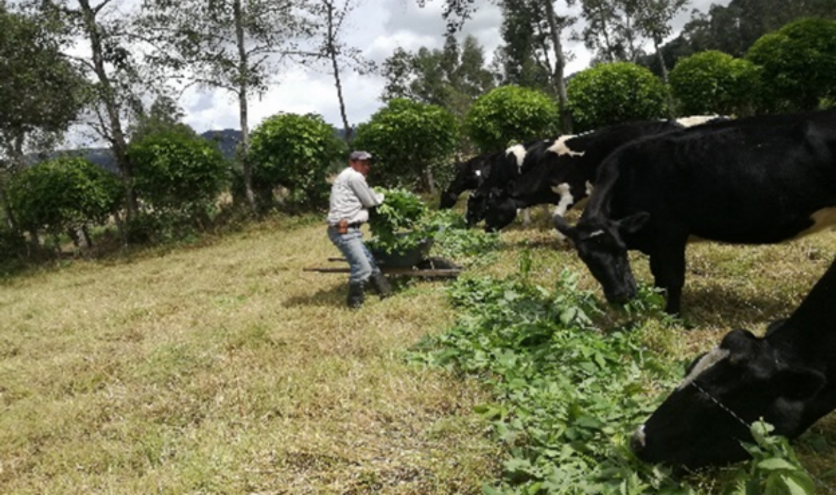 Sistemas silvopastoriles para trópico alto en Saboyá, Boyacá.
