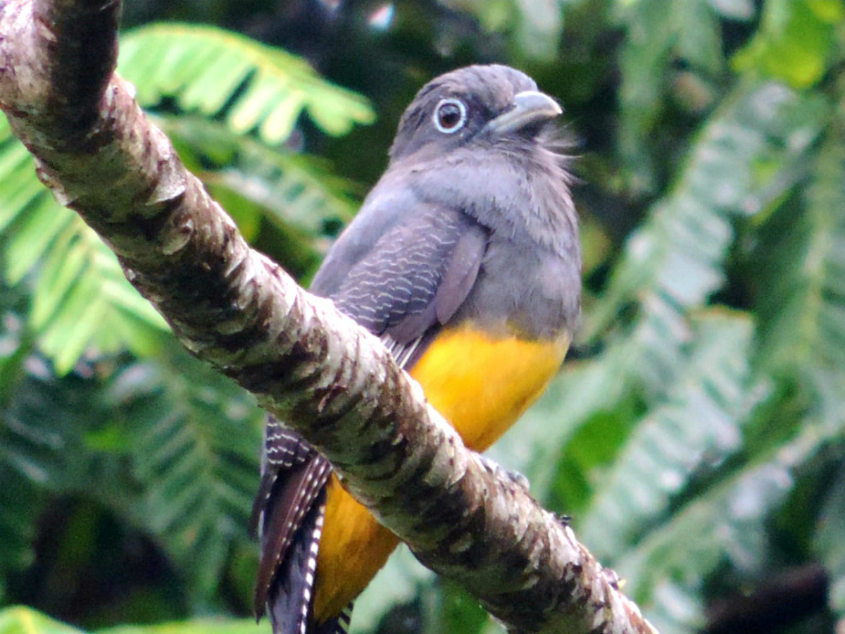 Más de 100 aves fueron observadas en  los CI Carimagua y la Libertad
