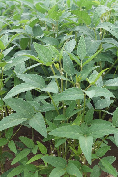 Corpoica Achagua 8: variedad precoz de soya para los suelos de la altillanura colombiana