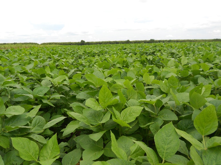 Variedad de soya Corpoica Guayuriba 9
