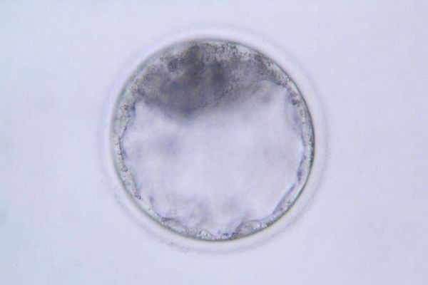 Laboratorios Reproducción Animal Embrion