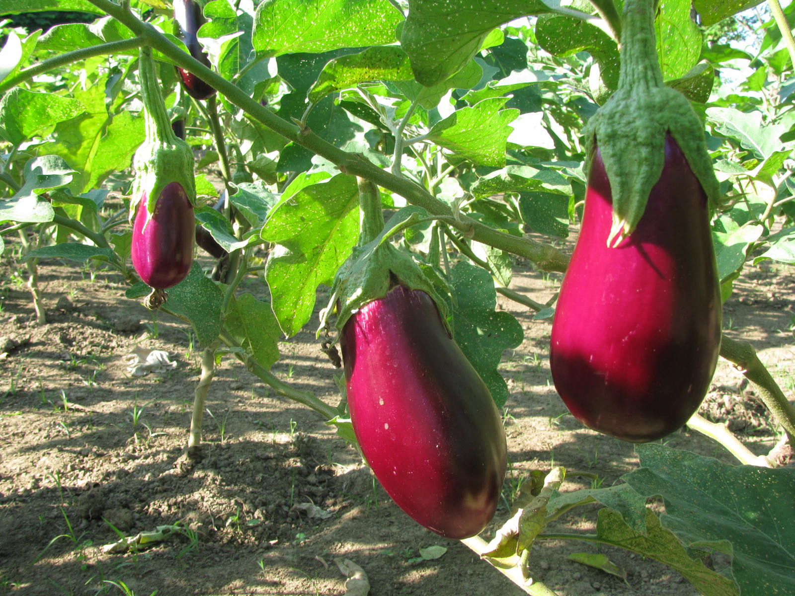 Variedad de Berenjena C015