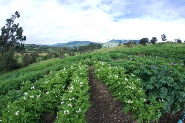 Campo1