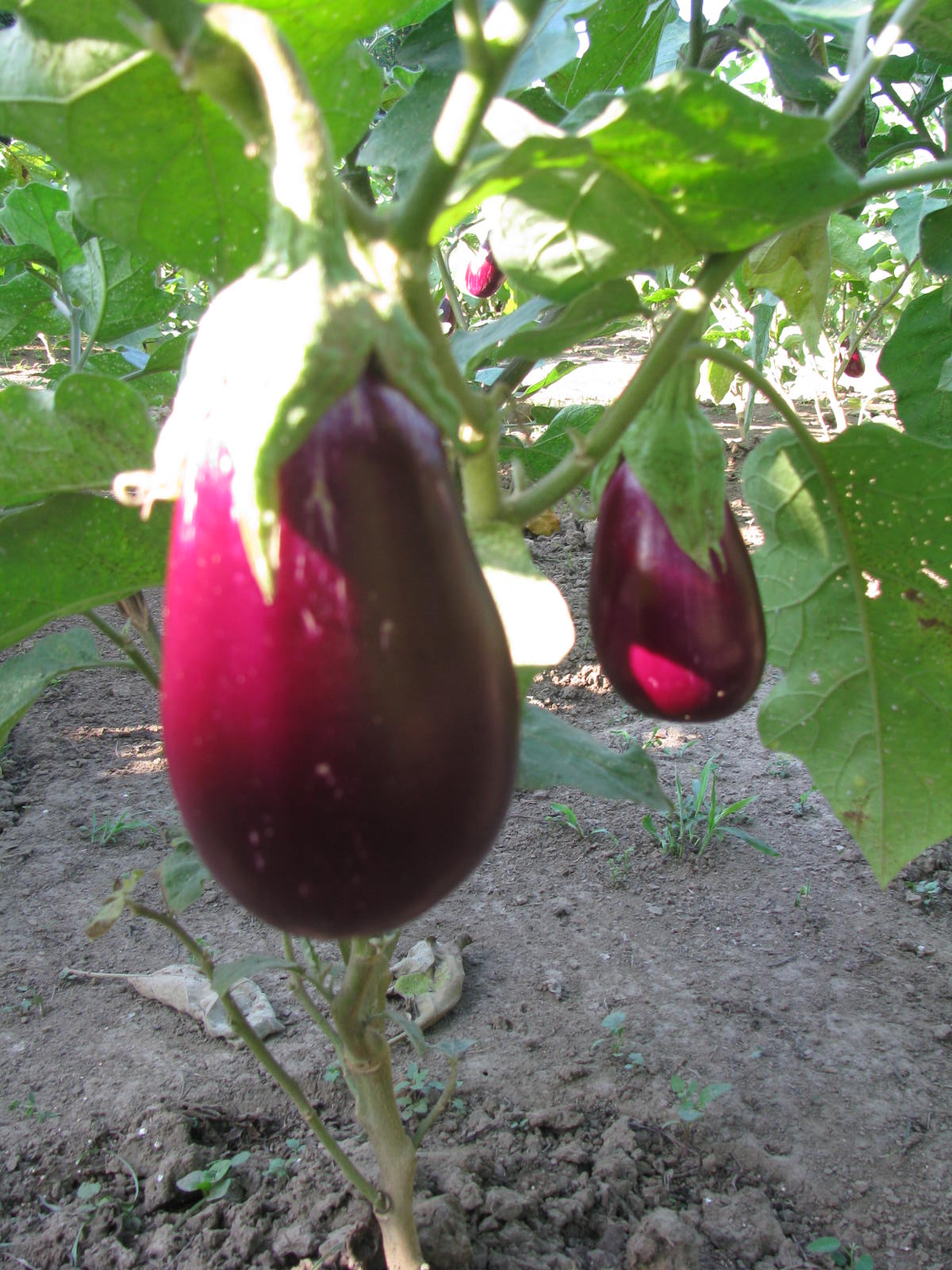 IMG 0824 Jorgecadena