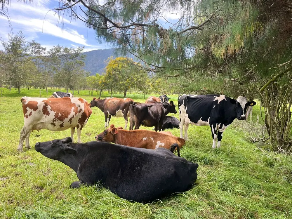 Mejore la producción de leche con una dieta balanceada