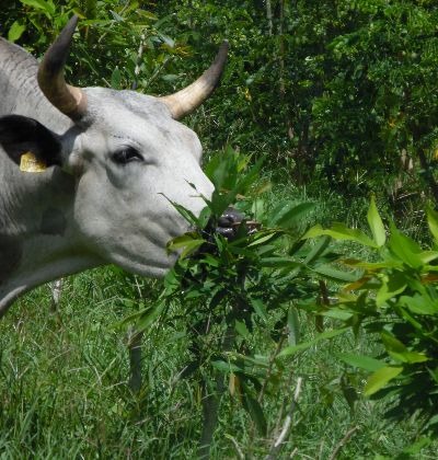 Microbiología y Nutrición Animal del Trópico