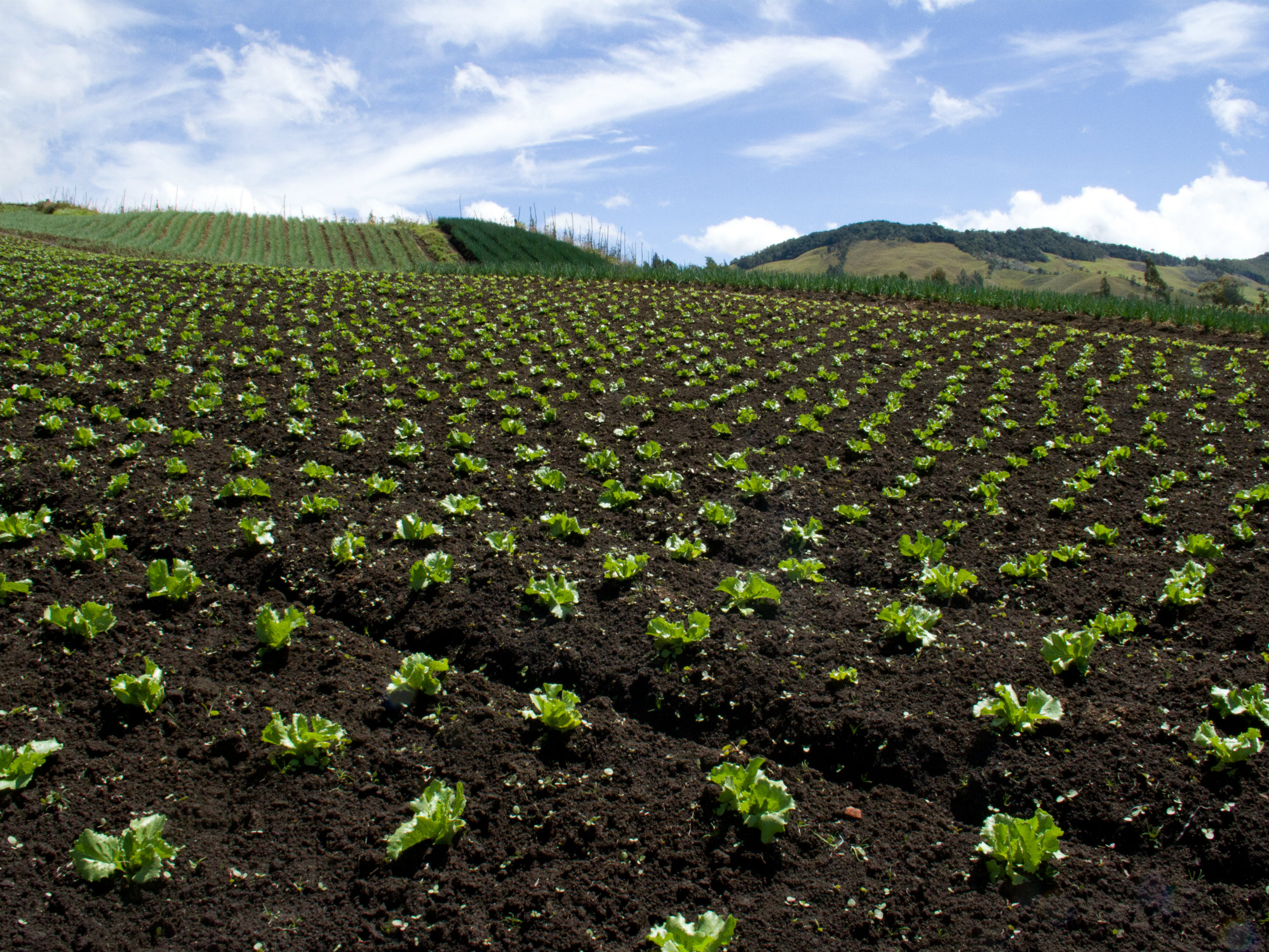 Un buen plan de manejo de un cultivo incluye bioproductos