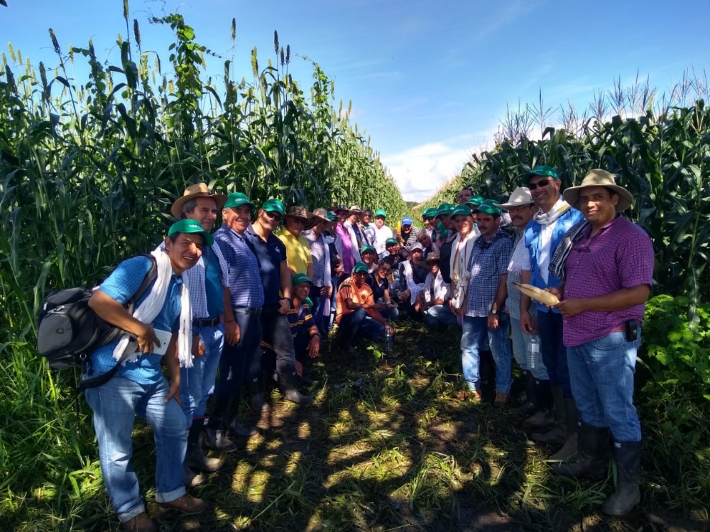 AGROSAVIA realizó gira técnica sobre establecimiento y manejo de sistemas agrosilvopastoriles en San Martín, Meta