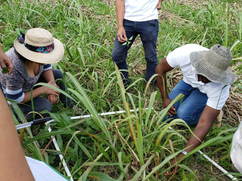 Taller de reconocimiento y control de malezas en el cultivo de caña en Nariño