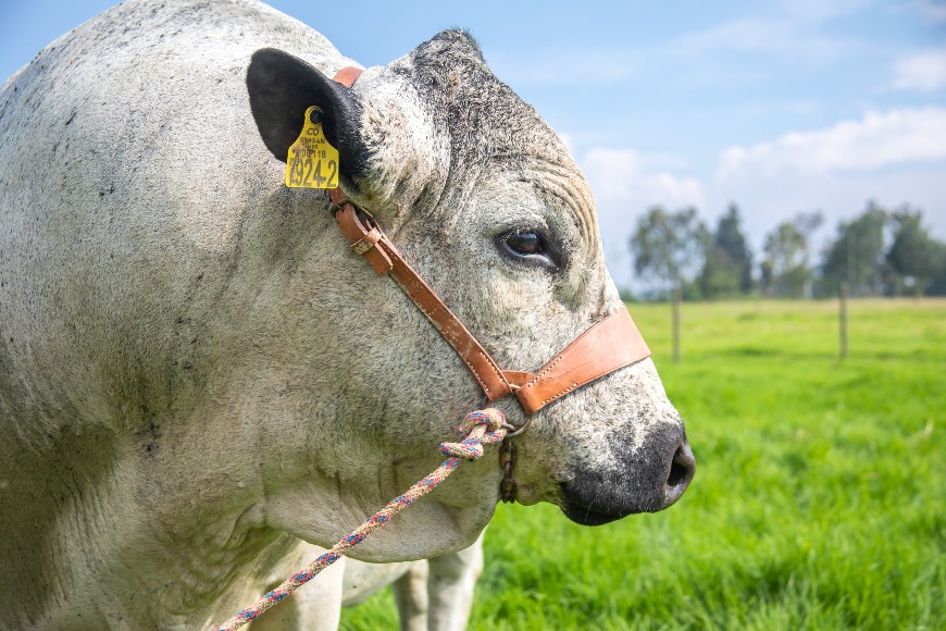 Material genético de razas criollas (semen y embriones)