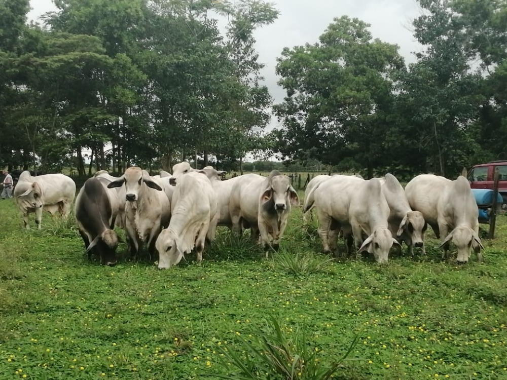 III Gran Remate de Ejemplares Brahman