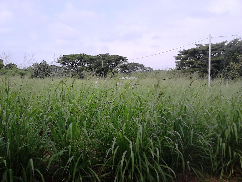 DSC 0227
