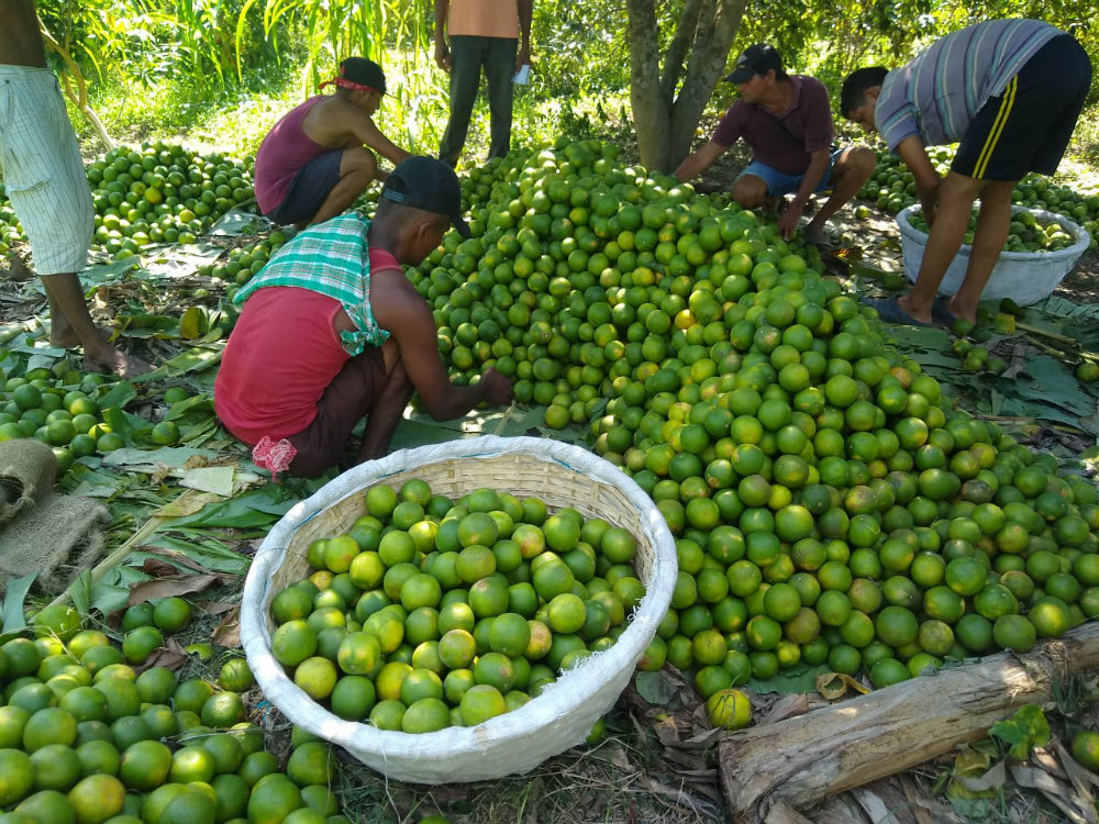 AGROSAVIA evalúa 16 materiales de cítricos para fortalecer producción en el país