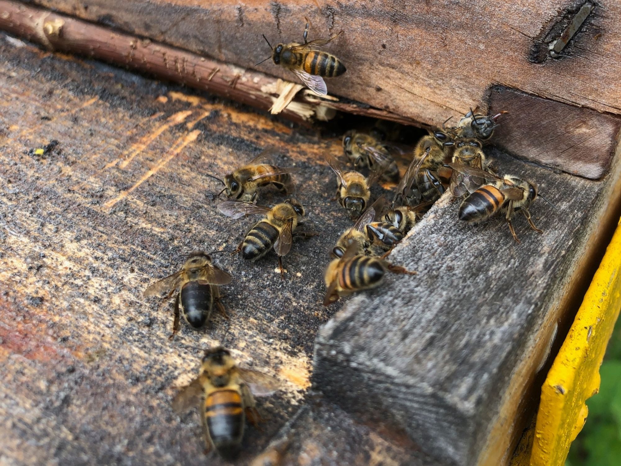 Las abejas: su potencial y limitantes, temas centrales del 1er Congreso de Apicultura Intercontinental en Manizales