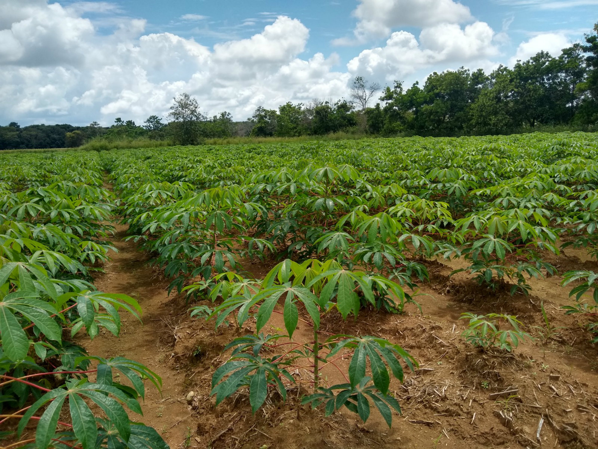 Melúa 31 nueva variedad de yuca industrial para la Orinoquia colombiana