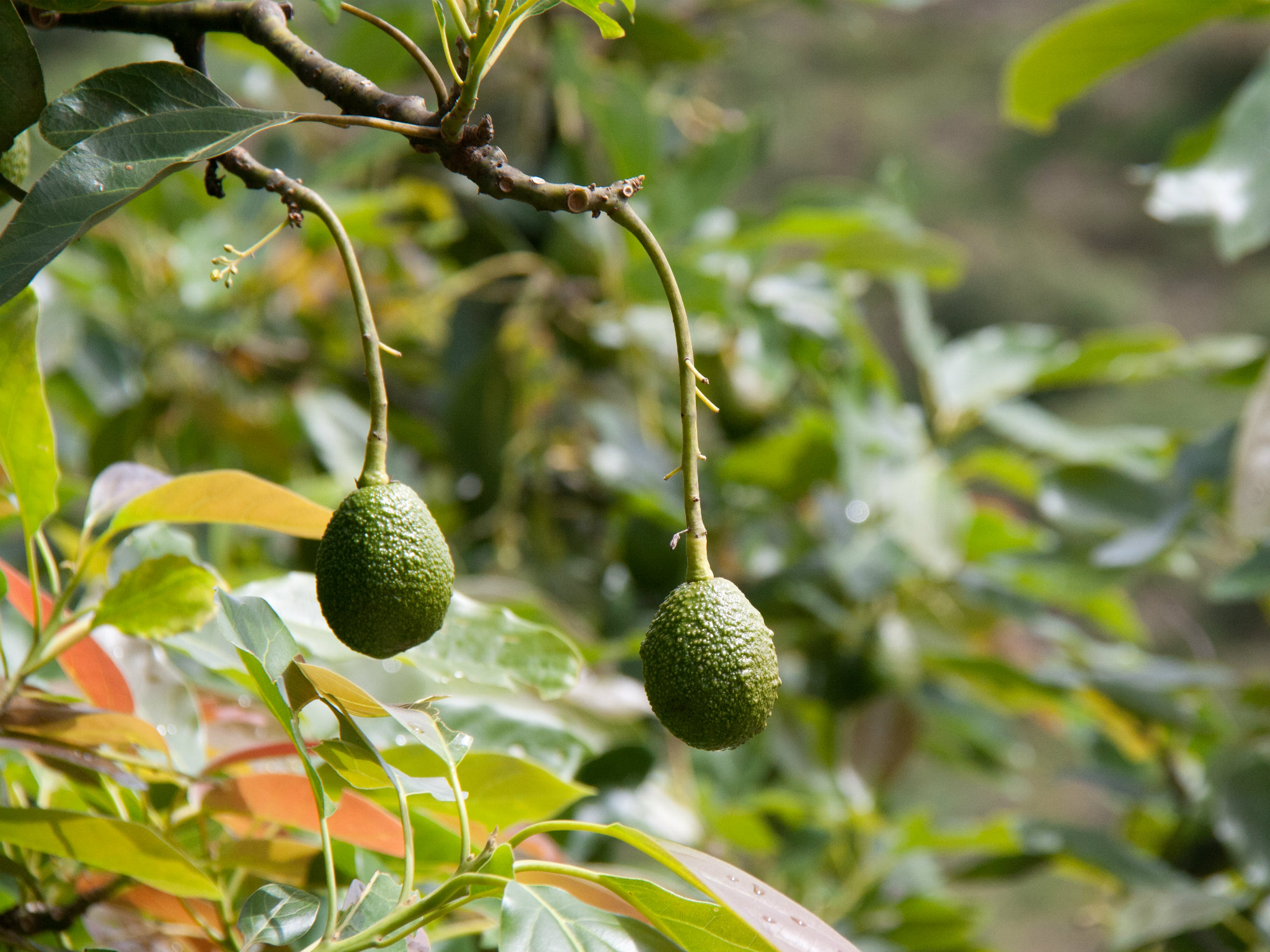 Aguacate Hass Japón AGROSAVIA