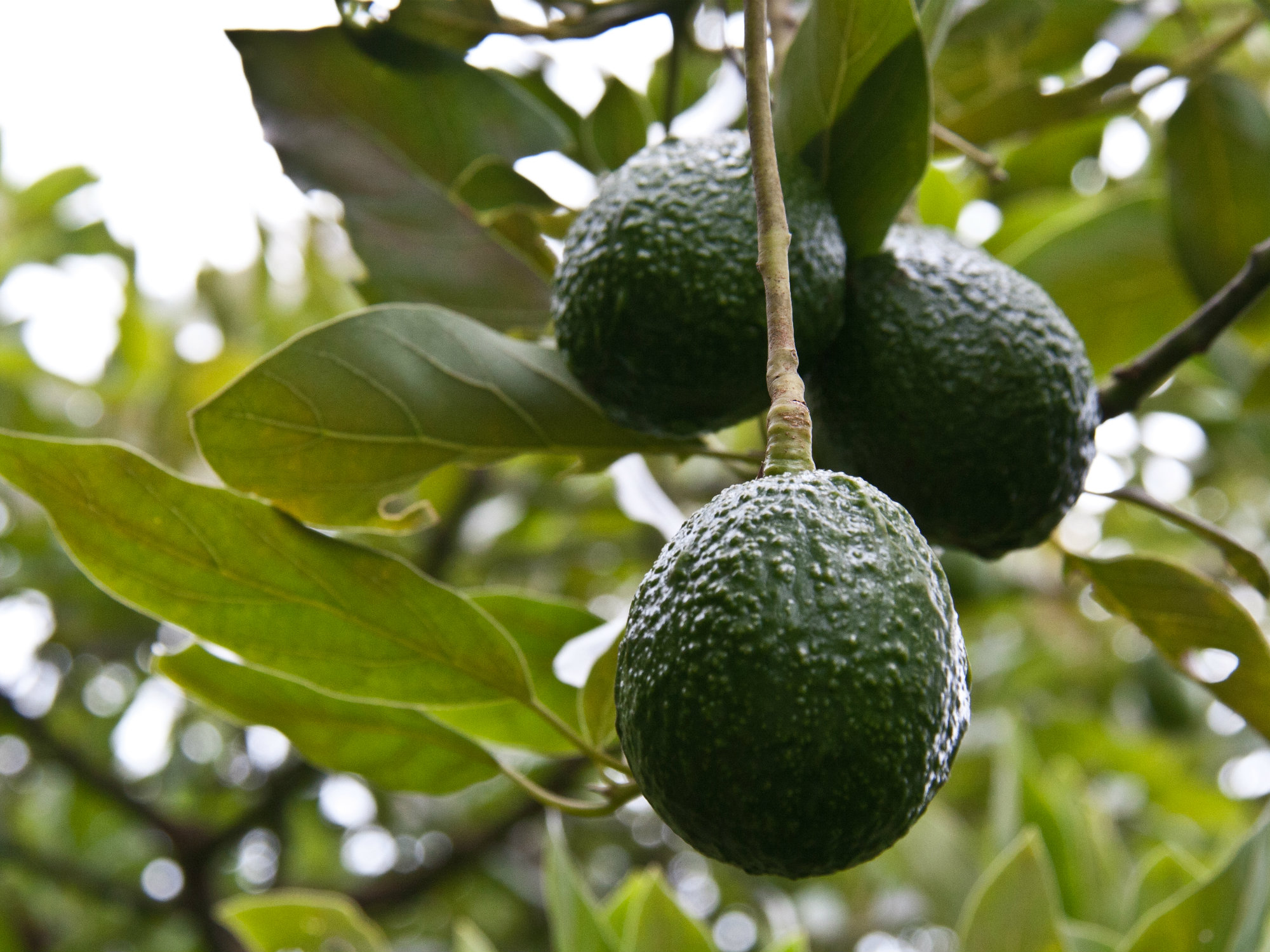 Aguacate Hass Japón1 AGROSAVIA