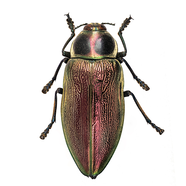 Buprestidae