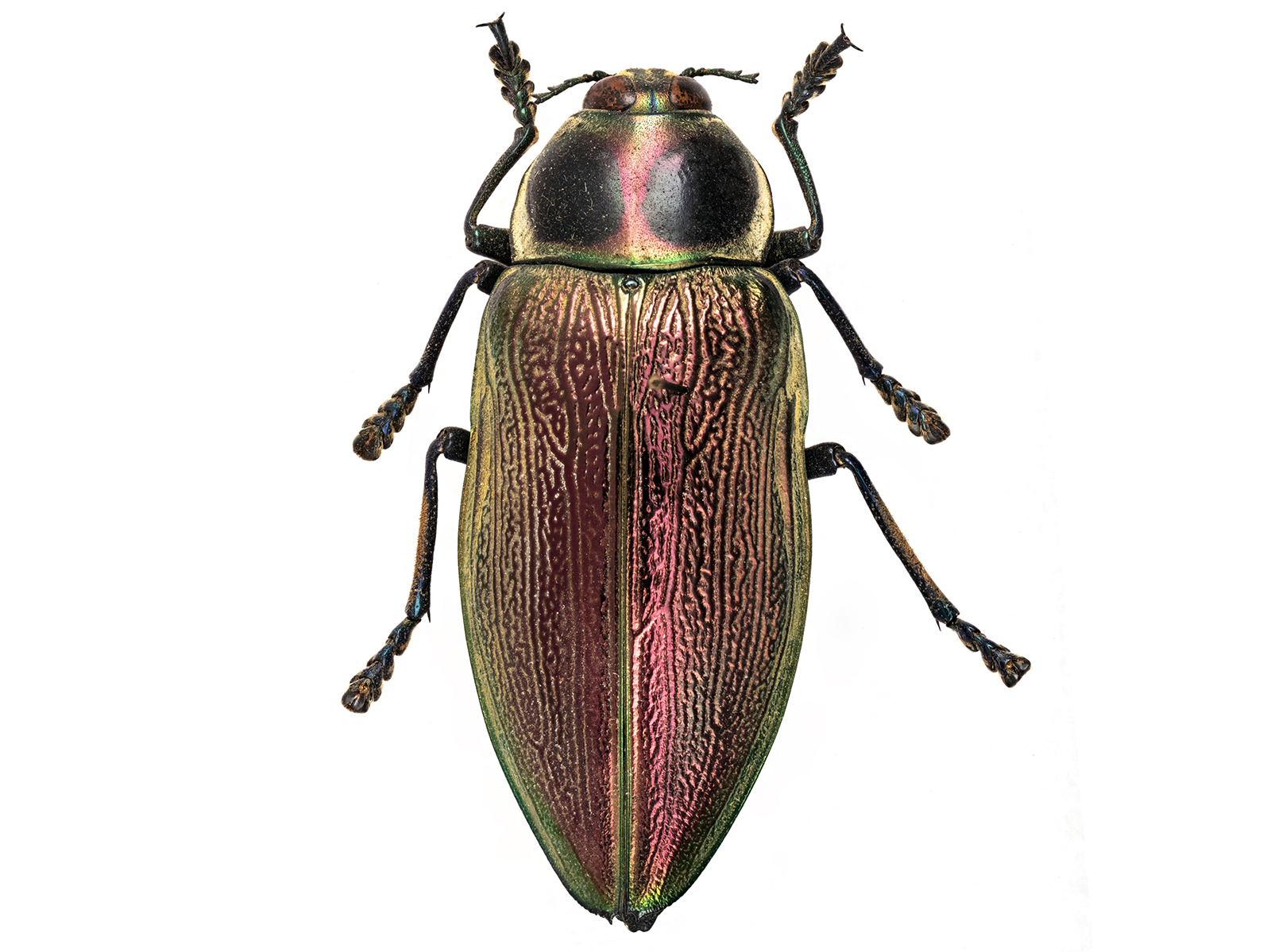 Euchroma giganteum (Linnaeus, 1758)  
