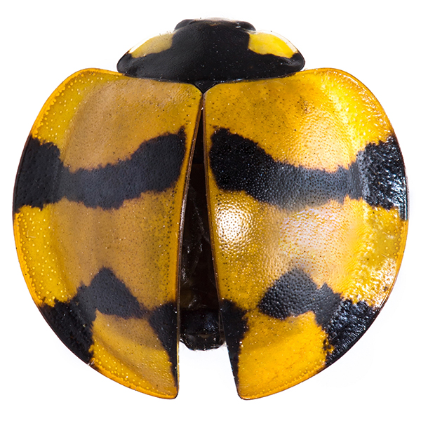 Coccinellidae