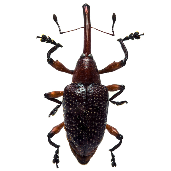 Curculionidae