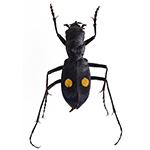 Coleoptera