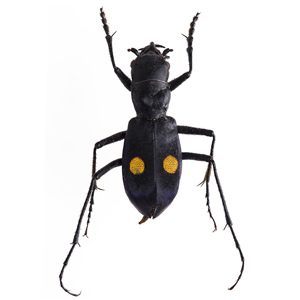 Carabidae