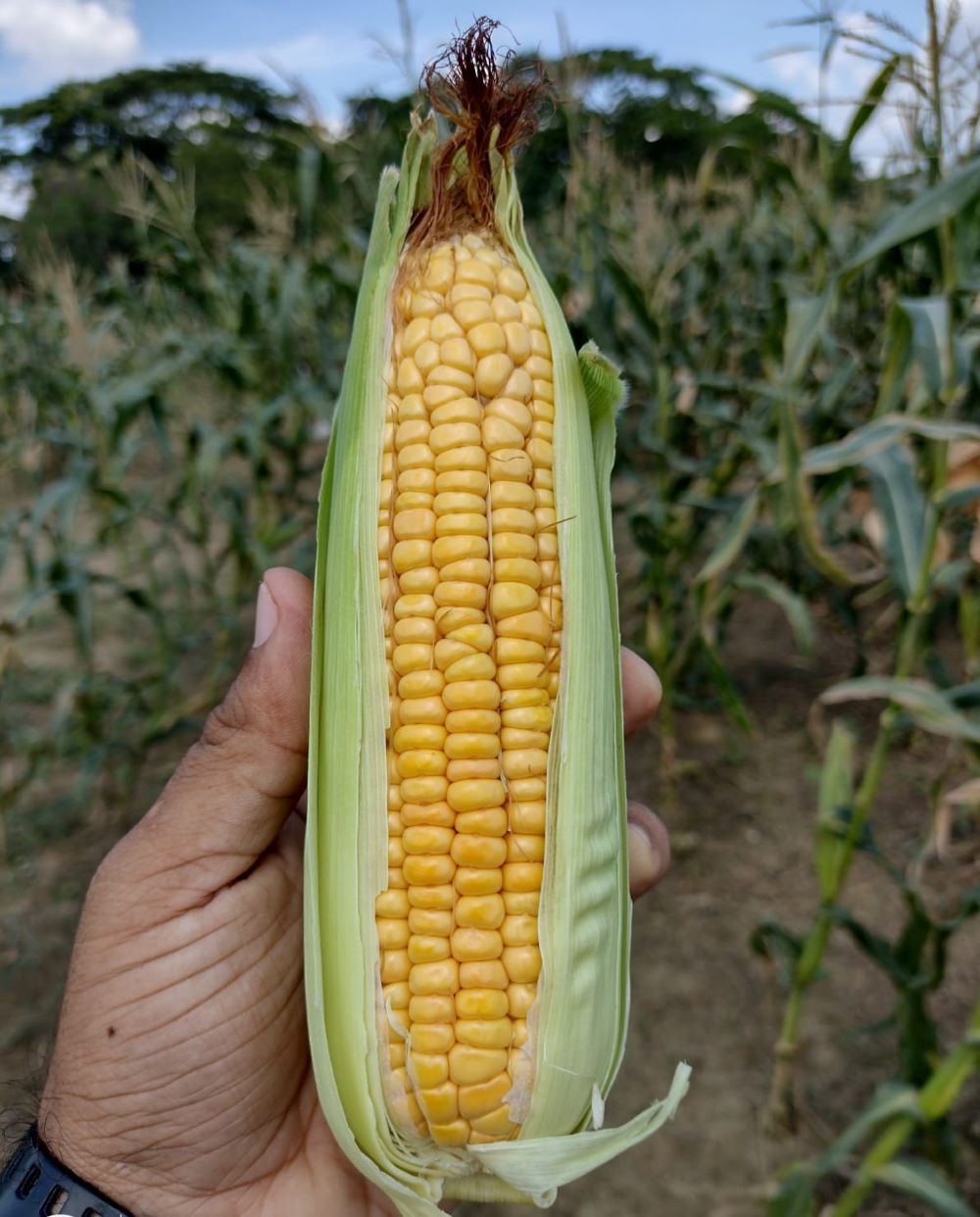 Variedad de maíz AGROSAVIA V-116 HAWAII DULCE