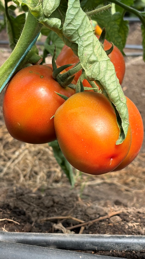 Biofertilizante Monibac®