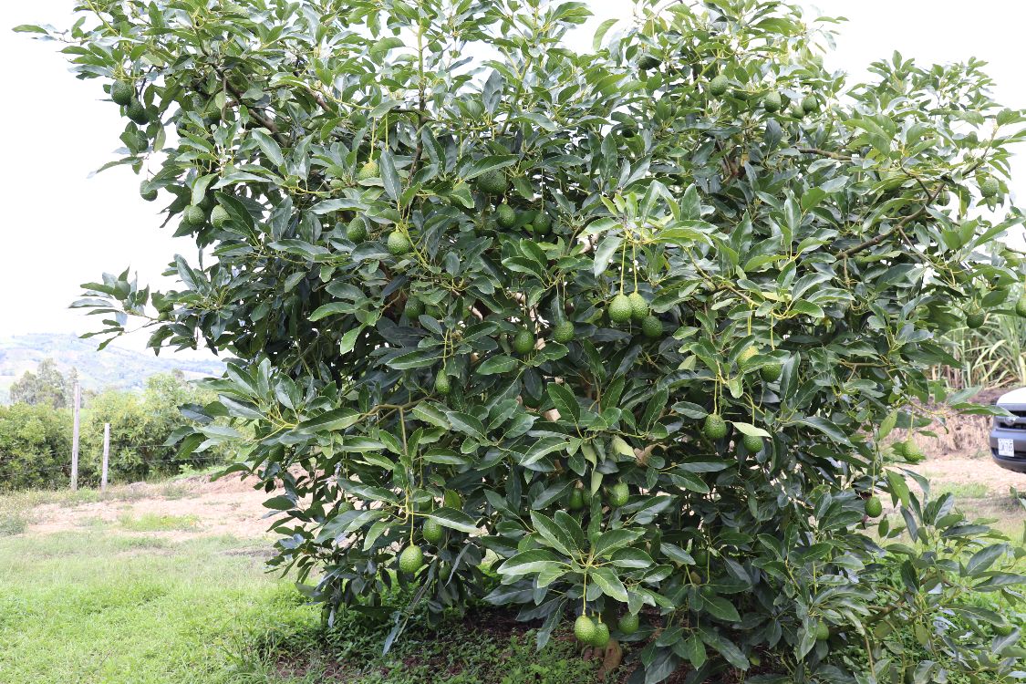 El Cultivo De Aguacate Una Alternativa Productiva Importante Para El País4 AGROSAVIA
