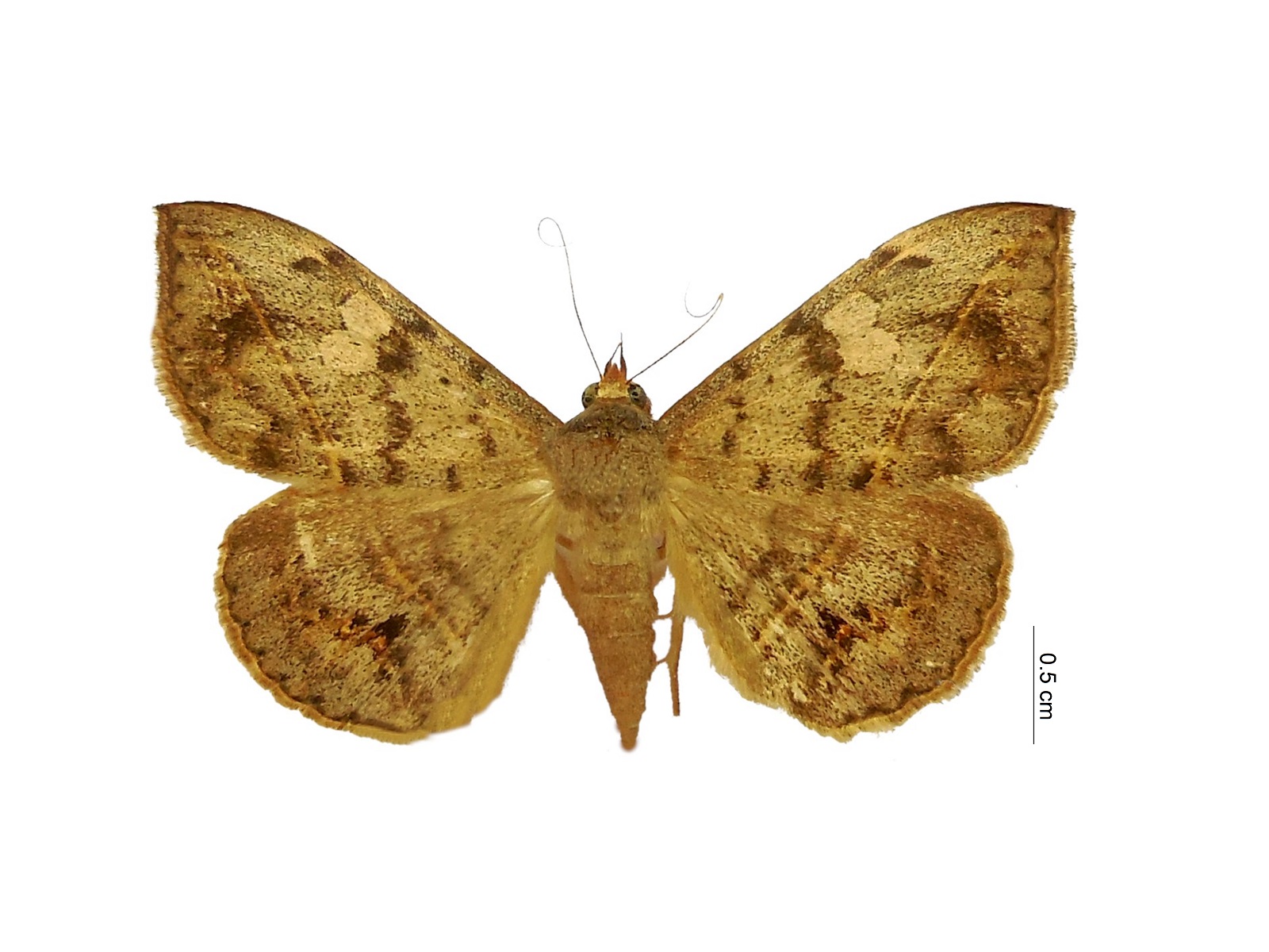 Anticarsia gemmatalis Hübner, 1818 