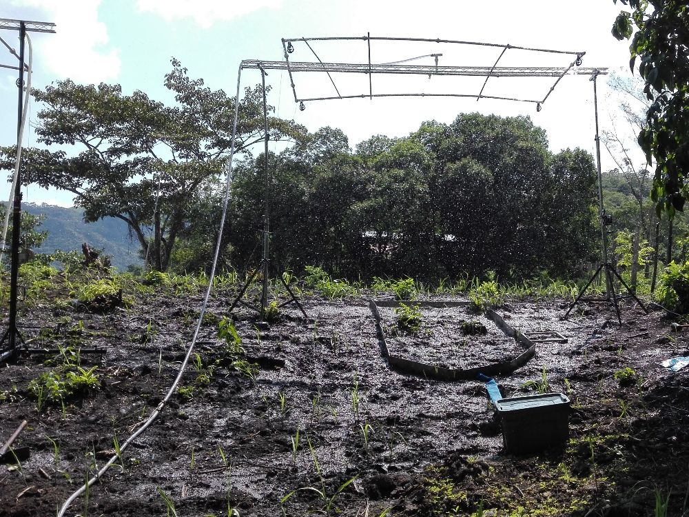 Investigación de AGROSAVIA y la UNAL revela cómo el método de cosecha influye