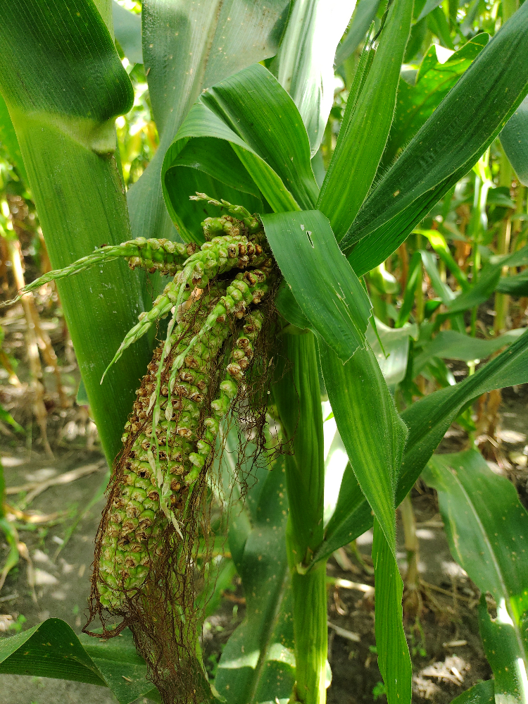 Achaparramiento Del Maíz Un Problema Serio, Para Una Solución Con Ciencia4 AGROSAVIA