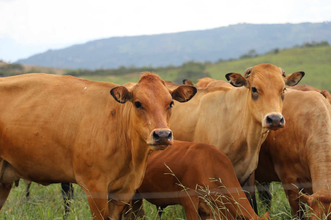 Inicia Plan De Vinculación Agroalimentario Para Los Santanderes2 AGROSAVIA