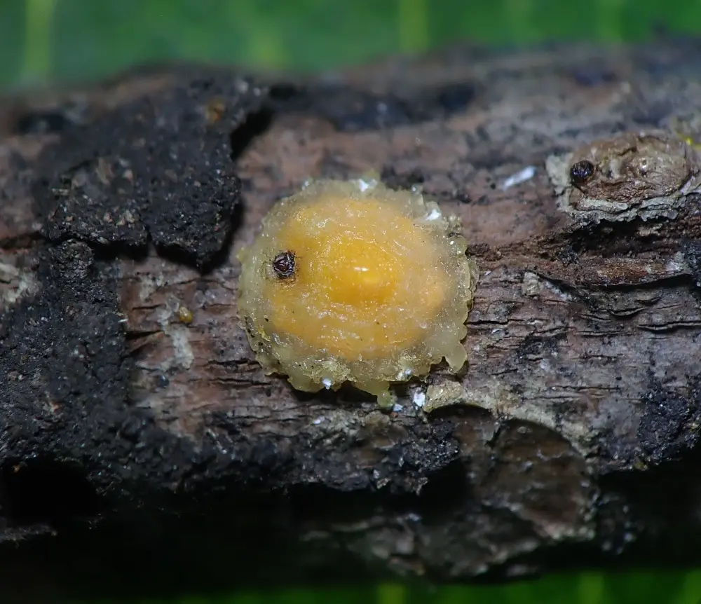 A finding made by AGROSAVIA