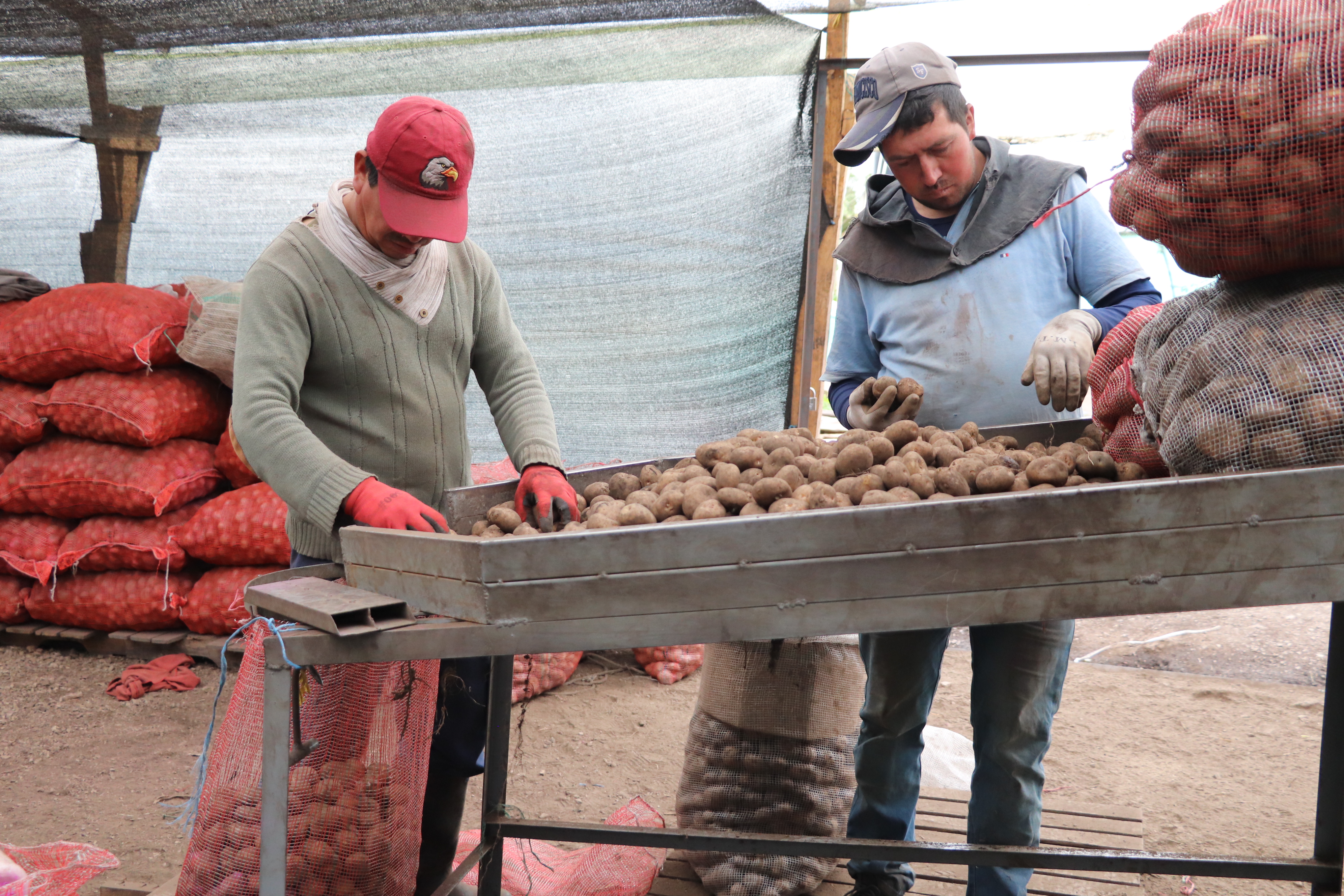 3.12 Selección De Semilla