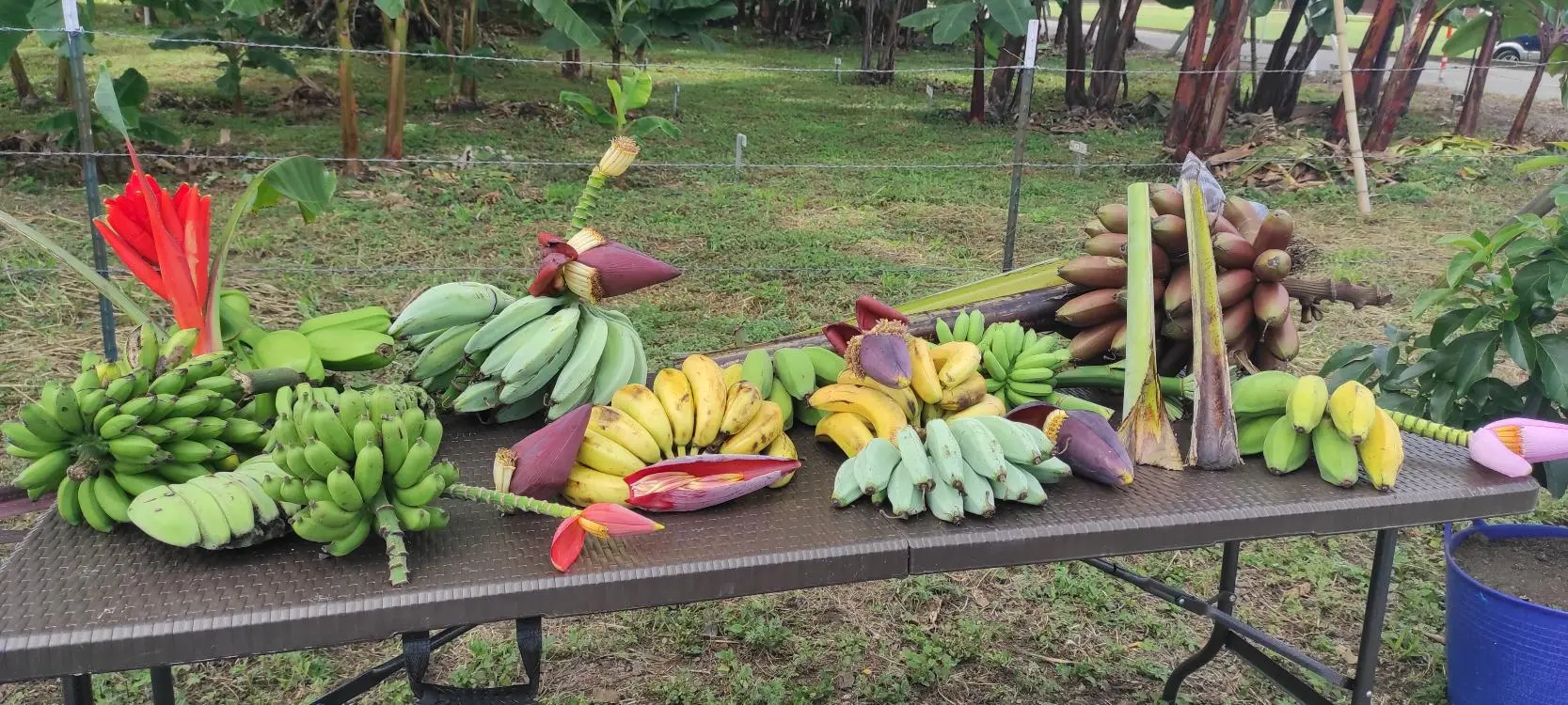 Materiales con potencial para enfrentar el moko y la marchitez por Fusarium