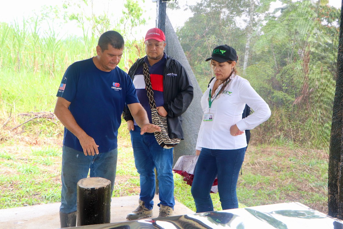 Plan Semilla Caña Certificación5 AGROSAVIA