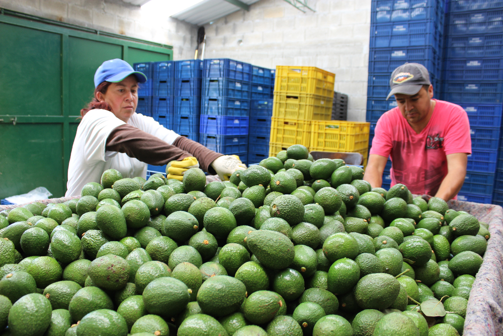 AGROSAVIA llega a Territorio Aguacate 2022