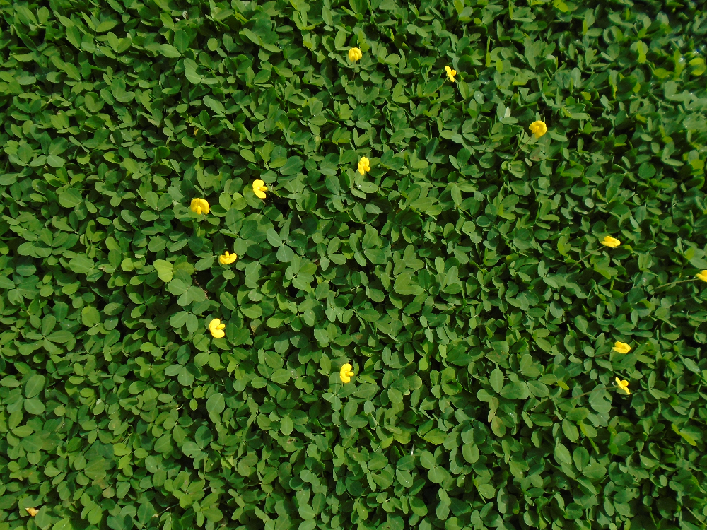 AGROSAVIA lanza una nueva variedad de leguminosa forrajera