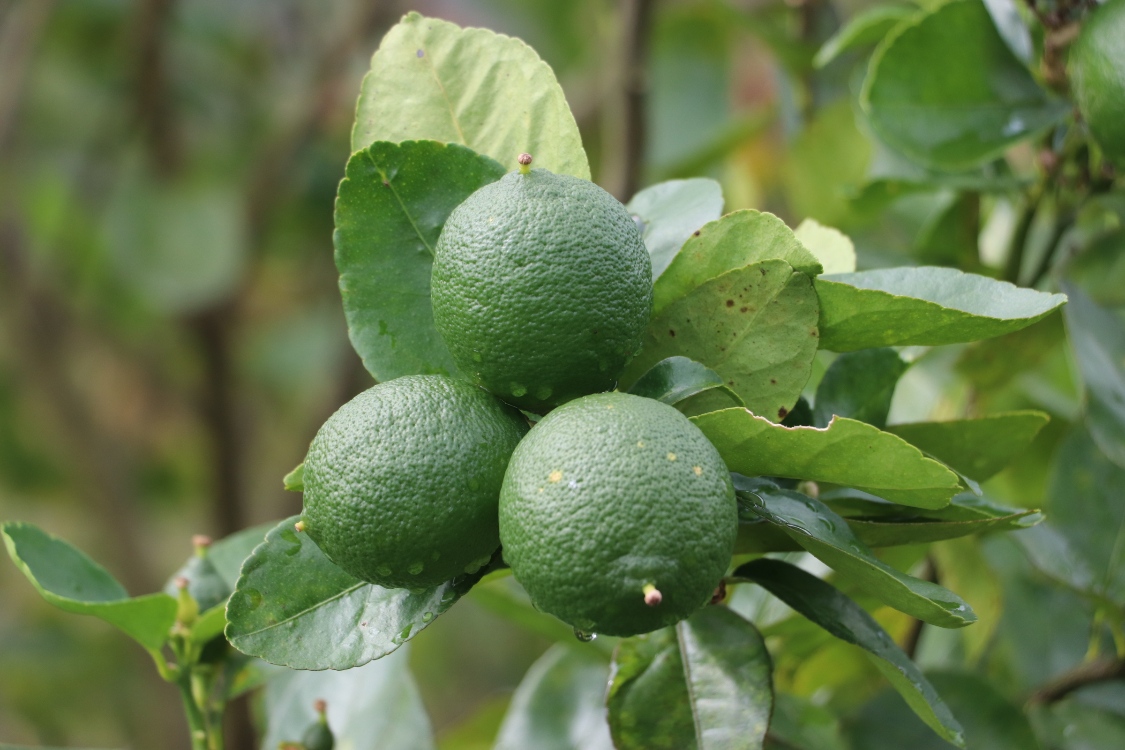 HLB Cítricos Antioquia3 AGROSAVIA