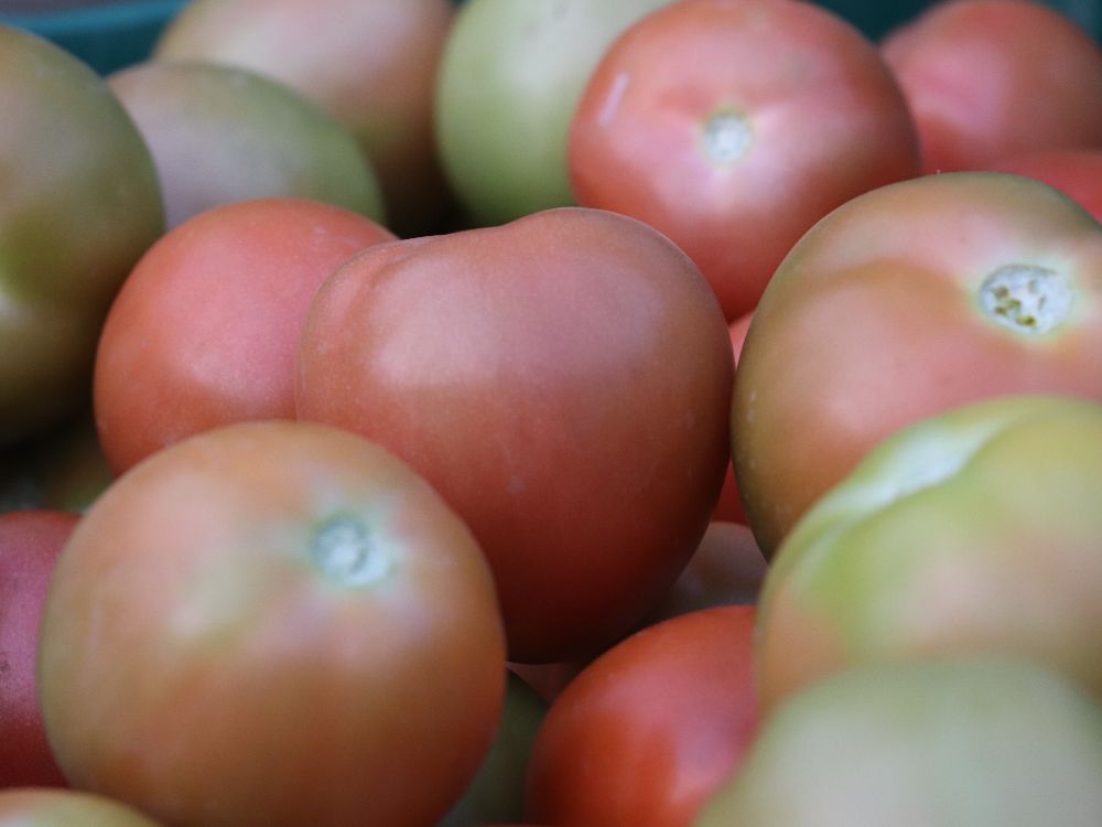 Aplicación Tomate5 AGROSAVIA