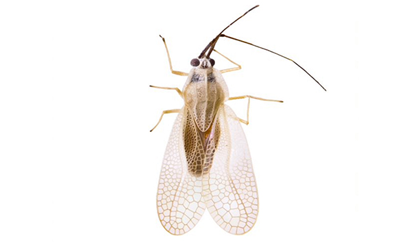 Hemiptera