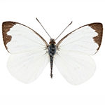 Lepidoptera