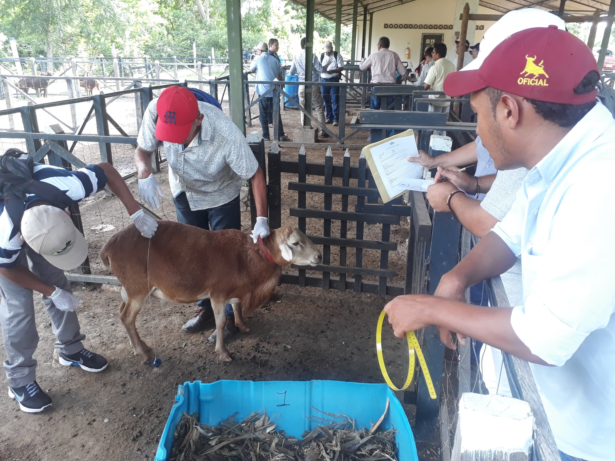En el Carmen de Bolívar comprometidos con la ganadería ovina colombiana