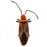 Hemiptera