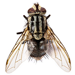 Diptera