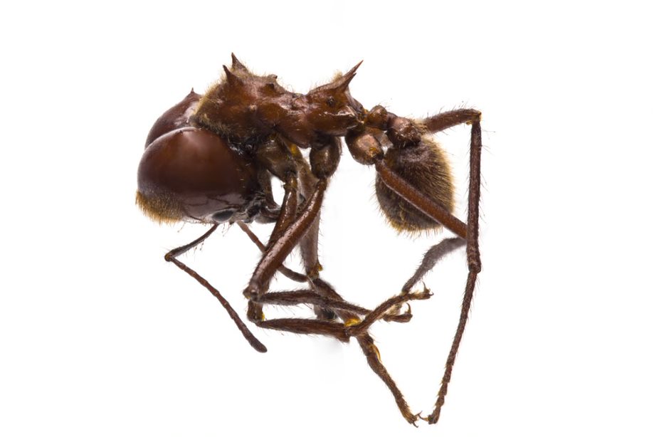 Hymenoptera