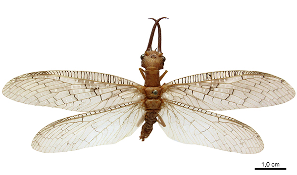 Megaloptera